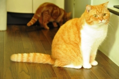 猫
