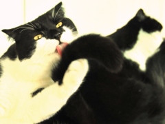 猫