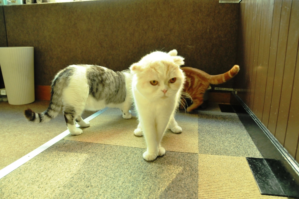 猫