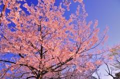 地元の桜