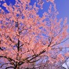 地元の桜