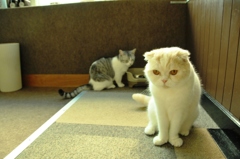 猫