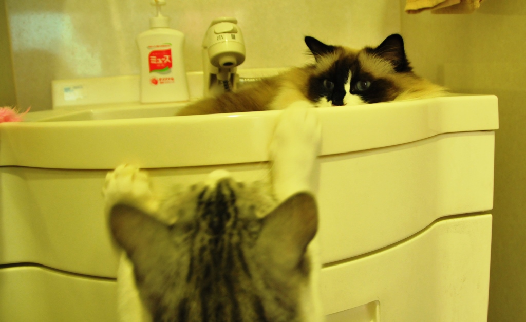 猫