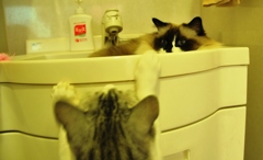 猫