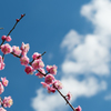 梅と青空と・・