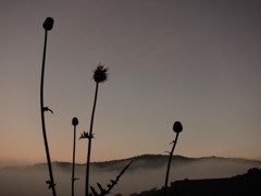 薊