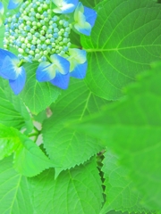 Hydrangea macrophylla