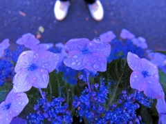 rainy blue #1