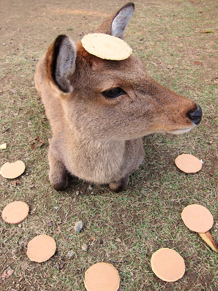 鹿せんべい　乗っけてみましたけど　何か？