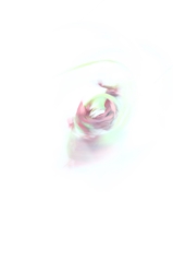 Gerbera　Dance
