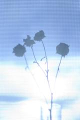 夏への扉