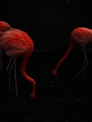 flamingo