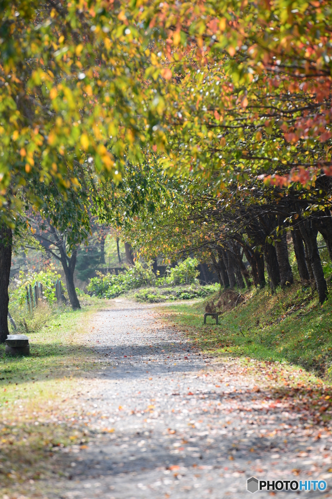 散歩道