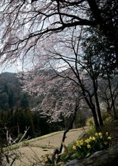 南信州の桜②