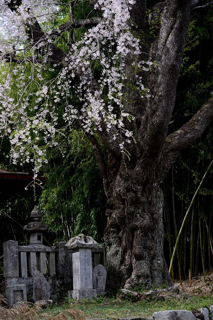 南信州の桜④