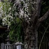 南信州の桜④