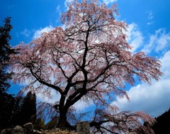南信州の桜⑥