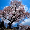 南信州の桜⑥