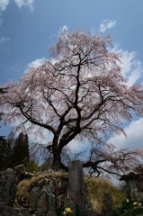 南信州の桜 ①