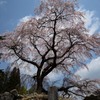 南信州の桜 ①