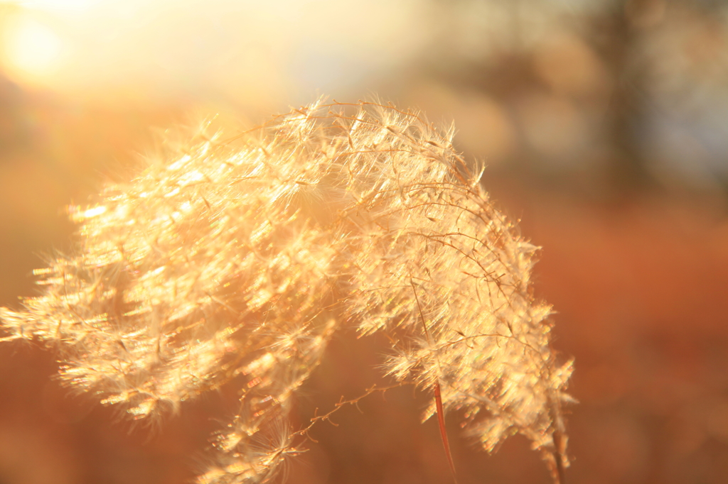 Shine