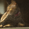 にゃぬ！