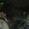 かたつむり