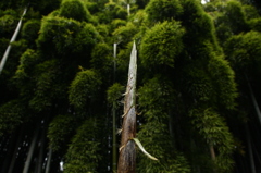 竹