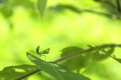 カマキリの子供