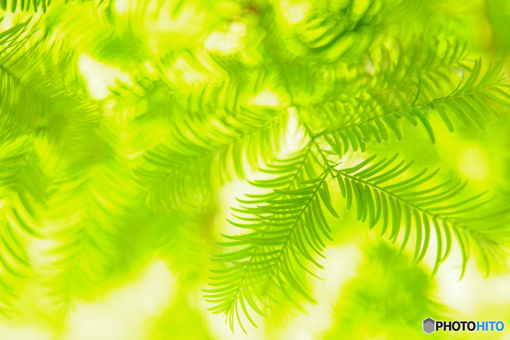 ミドリとヒカリ