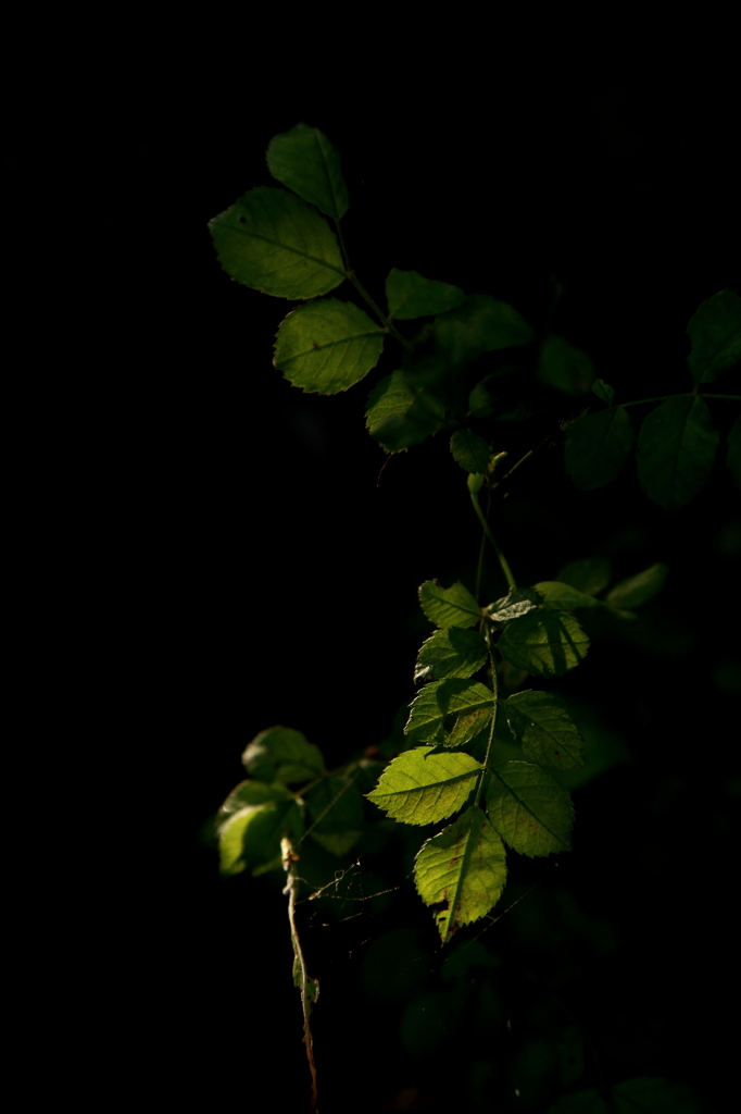 葉の陰影