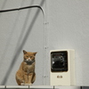 猫とメーターの午後