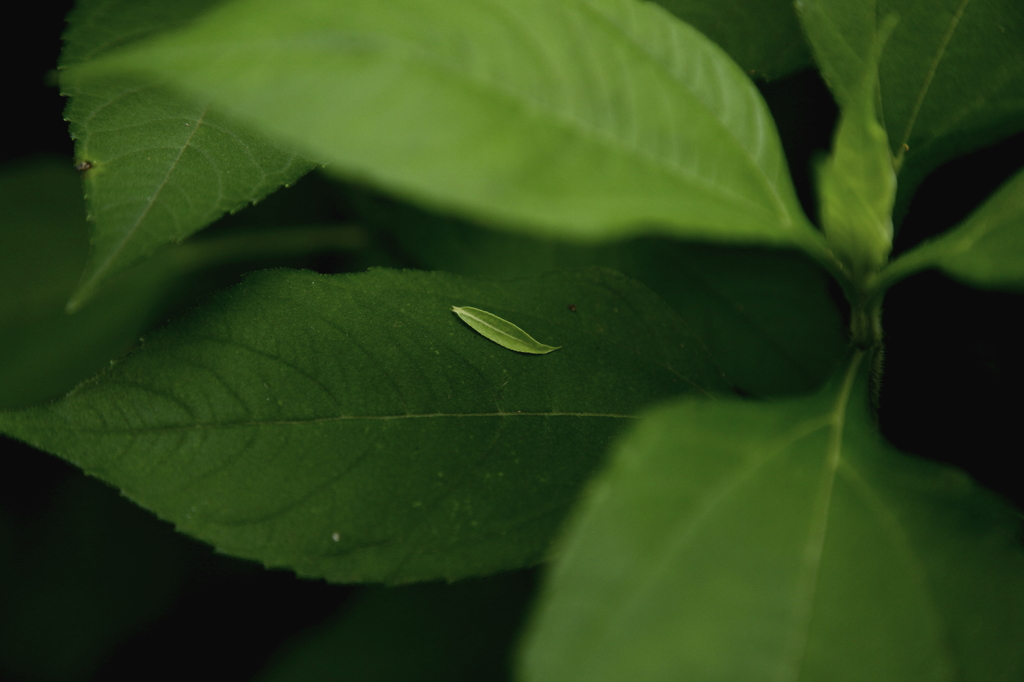 Leaf on leaf