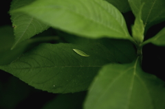Leaf on leaf