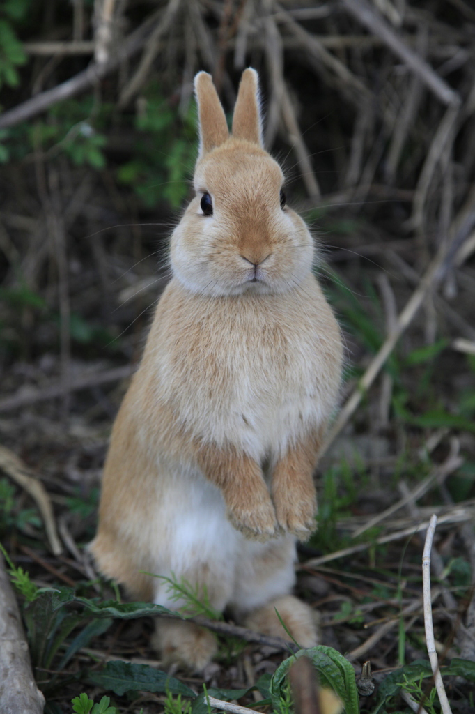 Peter rabbit