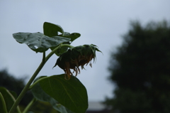 夏も終わり
