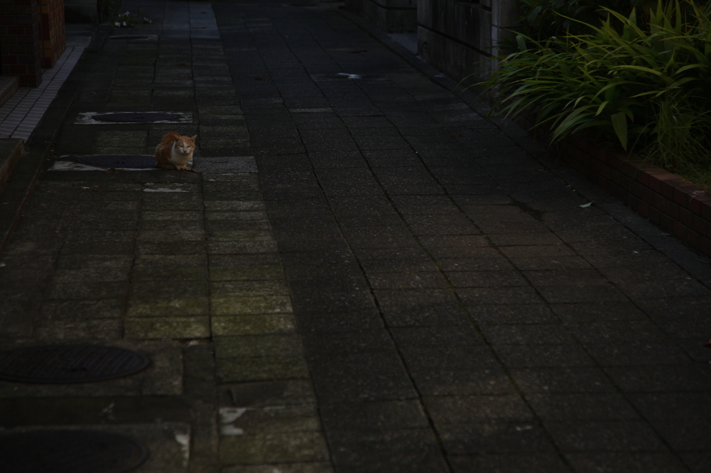 路地裏の猫