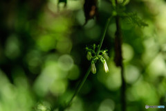 白蕾は時を待つ