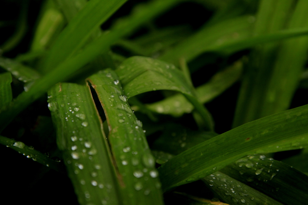 草と雨玉