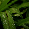 草と雨玉