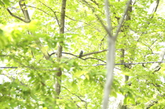 葉と鳥と樹と、、、電線の風景