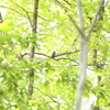 葉と鳥と樹と、、、電線の風景