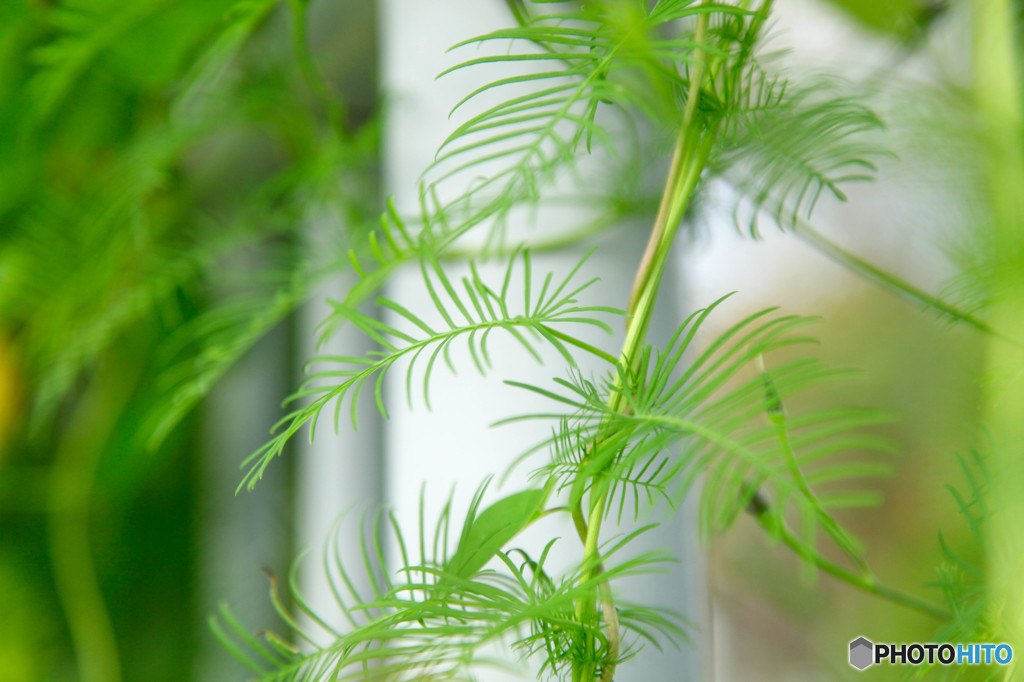 しなやかな植物