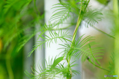 しなやかな植物