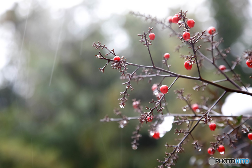 冬の朝、赤い実と雪。