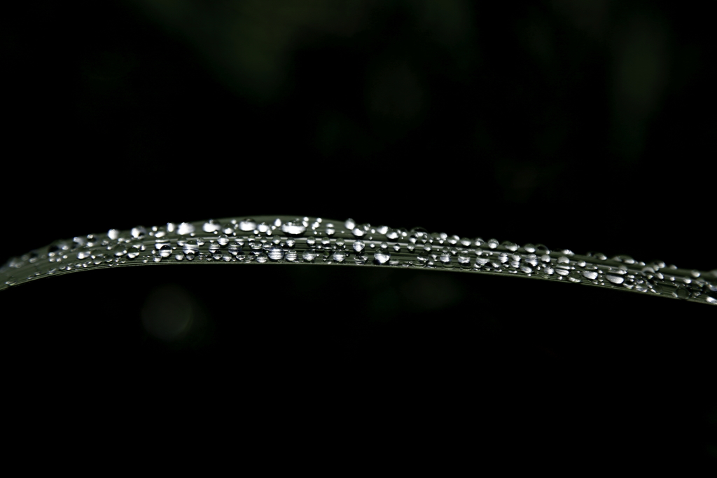 沢山の雨玉