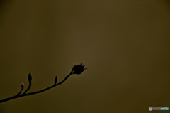 蕾