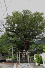 Old tree　　～蛸欅～