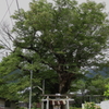 Old tree　　～蛸欅～