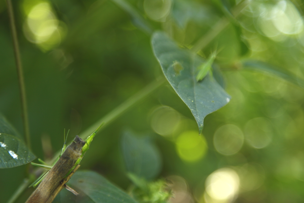 Grasshoppers 